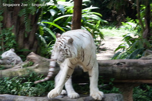 20090423 Singapore Zoo  90 of 97 